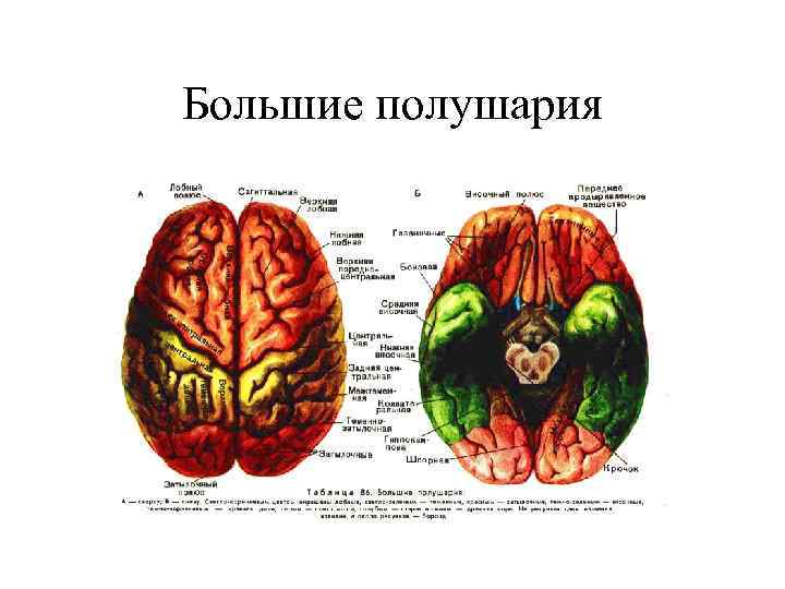 Большие полушария 