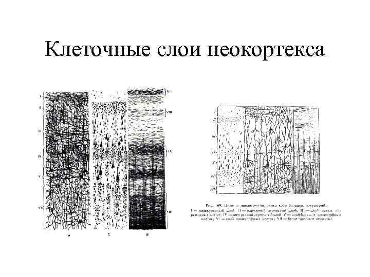 Клеточные слои неокортекса 