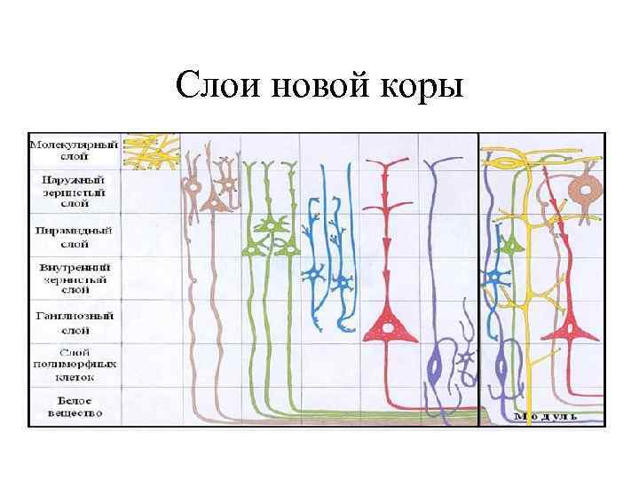 Слои новой коры 