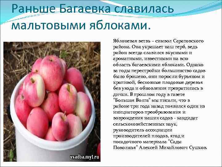 Раньше Багаевка славилась мальтовыми яблоками. Яблоневая ветвь – символ Саратовского района. Она украшает наш