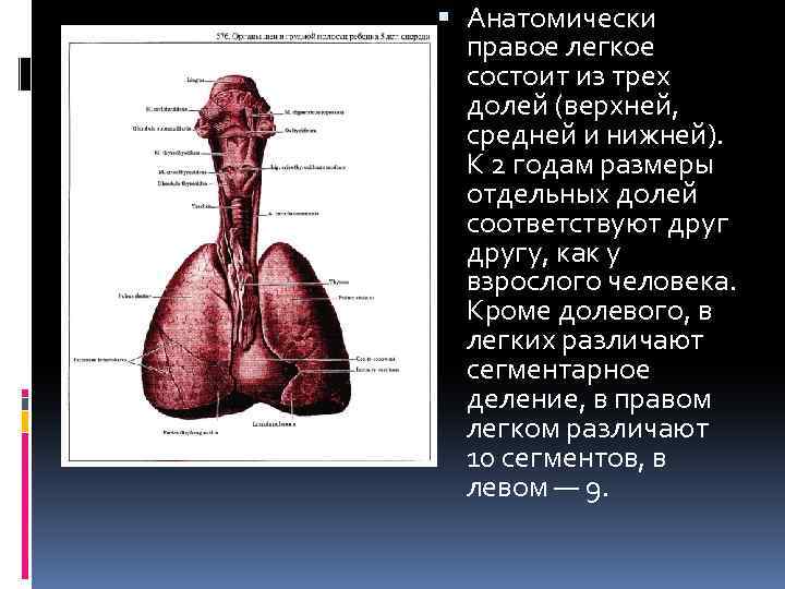 Анатомически правое легкое состоит из трех долей (верхней, средней и нижней). К 2