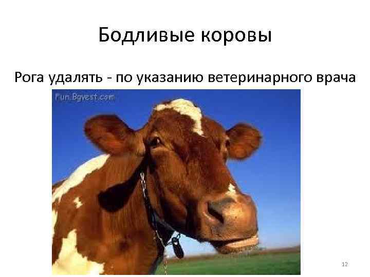 Бодливые коровы Рога удалять - по указанию ветеринарного врача 12 