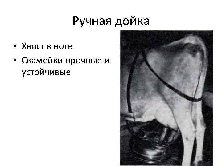 Ручная дойка • Хвост к ноге • Скамейки прочные и устойчивые 14 