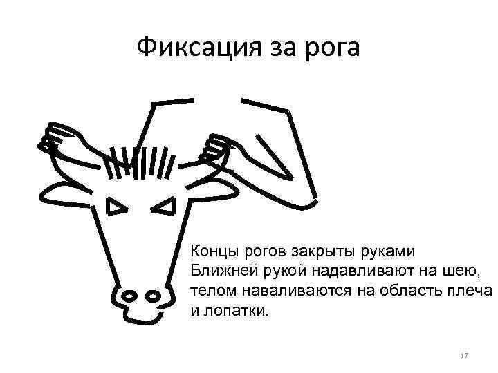 Фиксация за рога Концы рогов закрыты руками Ближней рукой надавливают на шею, телом наваливаются