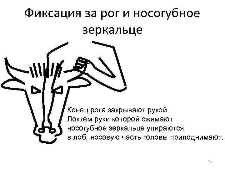 Фиксация за рог и носогубное зеркальце Конец рога закрывают рукой. Локтем руки которой сжимают