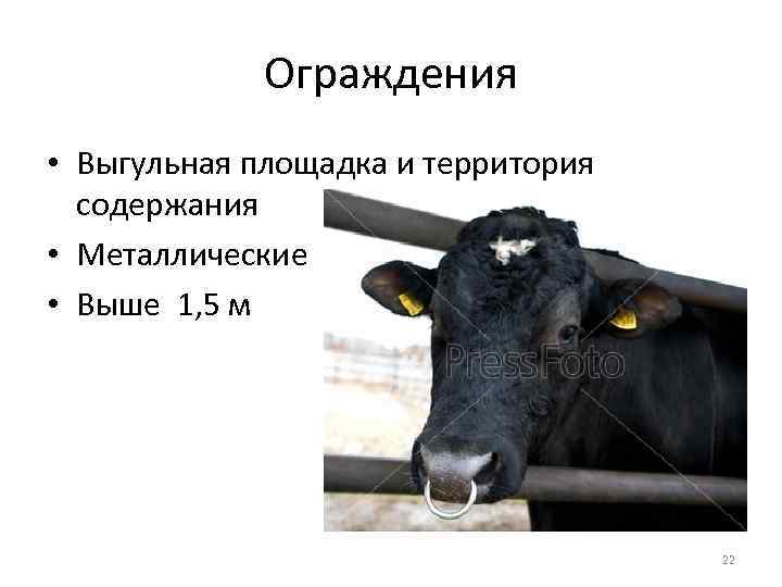 Ограждения • Выгульная площадка и территория содержания • Металлические • Выше 1, 5 м