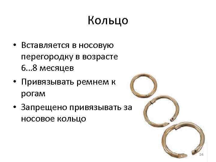 Кольцо • Вставляется в носовую перегородку в возрасте 6… 8 месяцев • Привязывать ремнем