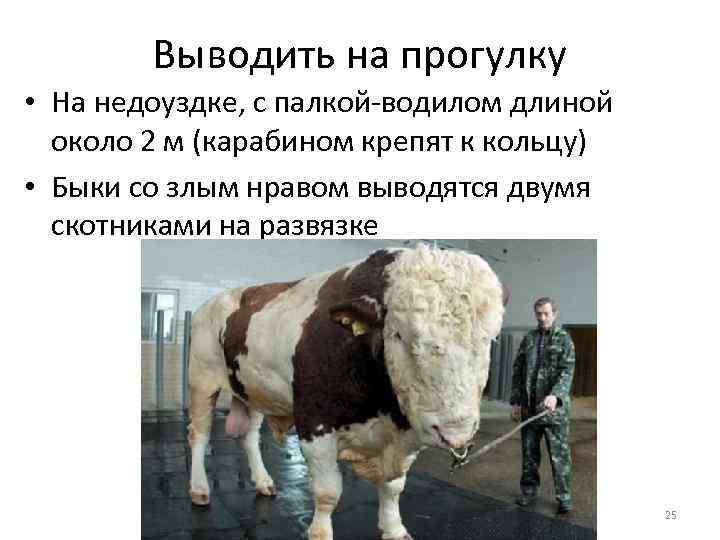 Выводить на прогулку • На недоуздке, с палкой-водилом длиной около 2 м (карабином крепят