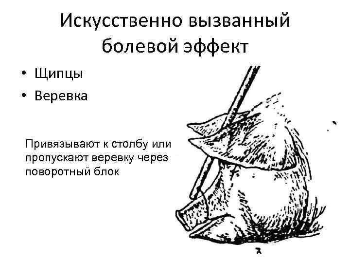 Искусственно вызванный болевой эффект • Щипцы • Веревка Привязывают к столбу или пропускают веревку