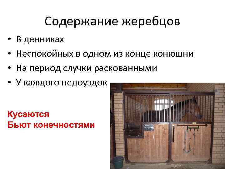 Содержание жеребцов • • В денниках Неспокойных в одном из конце конюшни На период