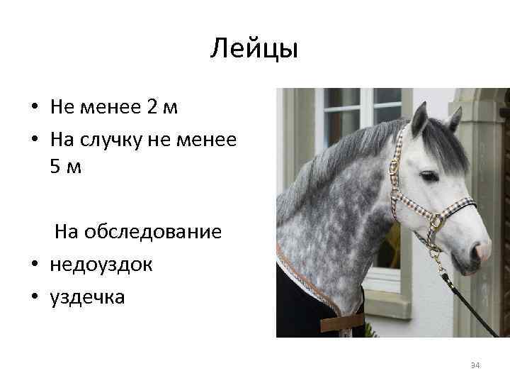 Лейцы • Не менее 2 м • На случку не менее 5 м На