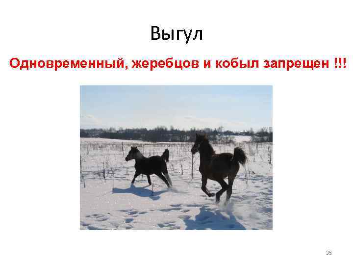 Выгул Одновременный, жеребцов и кобыл запрещен !!! 35 