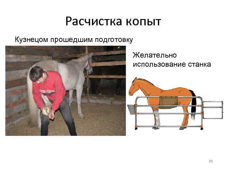 Расчистка копыт Кузнецом прошедшим подготовку Желательно использование станка 36 