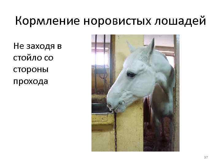 Кормление норовистых лошадей Не заходя в стойло со стороны прохода 37 