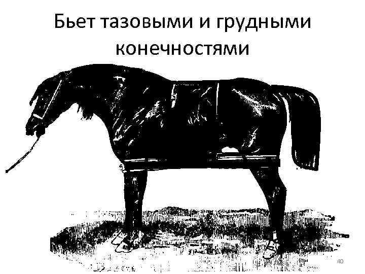 Бьет тазовыми и грудными конечностями 40 