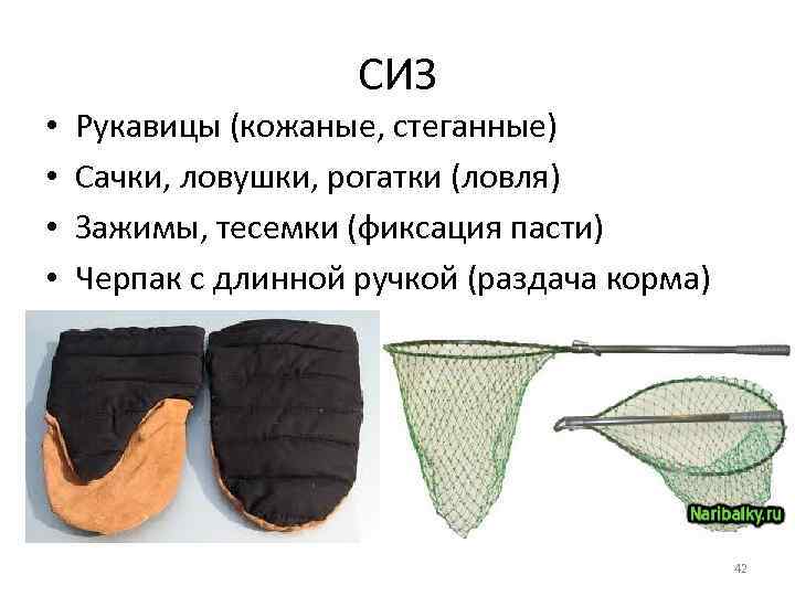 СИЗ • • Рукавицы (кожаные, стеганные) Сачки, ловушки, рогатки (ловля) Зажимы, тесемки (фиксация пасти)