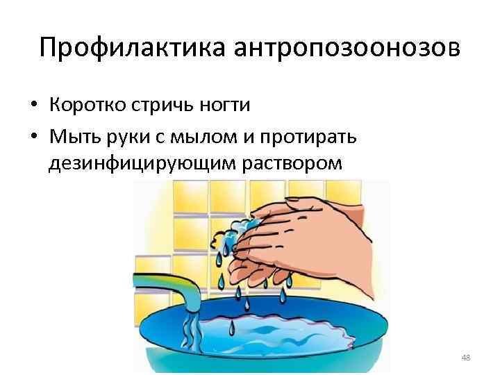 Профилактика антропозоонозов • Коротко стричь ногти • Мыть руки с мылом и протирать дезинфицирующим