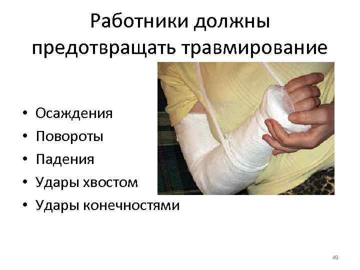 Работники должны предотвращать травмирование • • • Осаждения Повороты Падения Удары хвостом Удары конечностями
