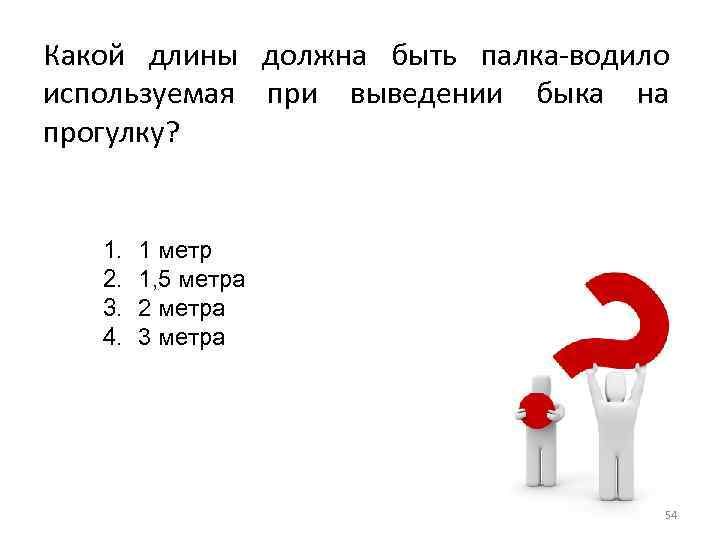 Какой длины должна быть палка-водило используемая при выведении быка на прогулку? 1. 2. 3.