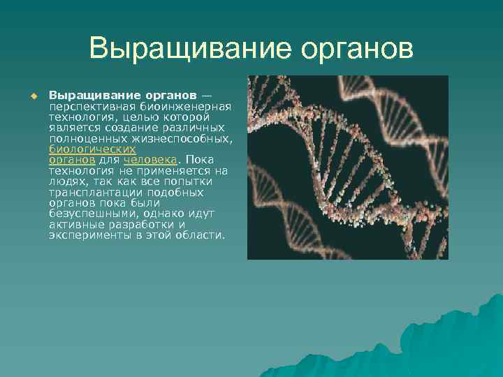 Выращивание органов u Выращивание органов — перспективная биоинженерная технология, целью которой является создание различных