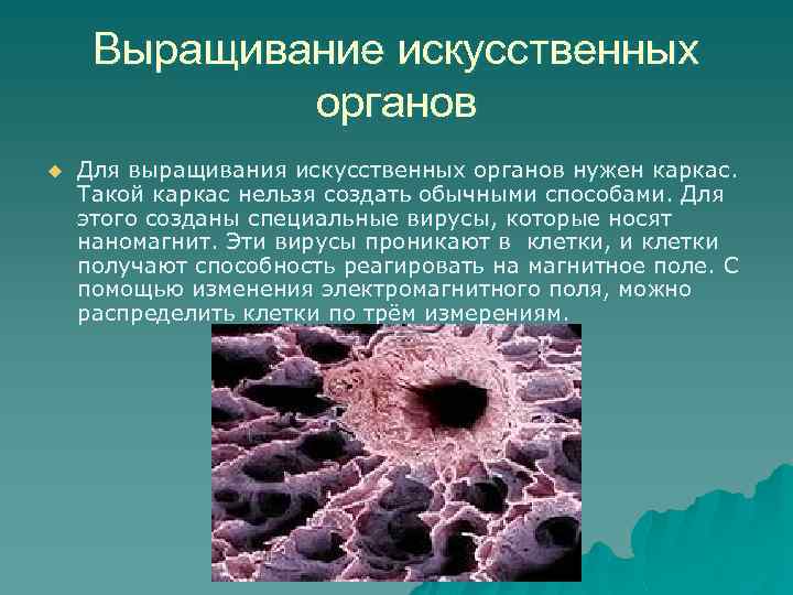 Выращивание искусственных органов u Для выращивания искусственных органов нужен каркас. Такой каркас нельзя создать