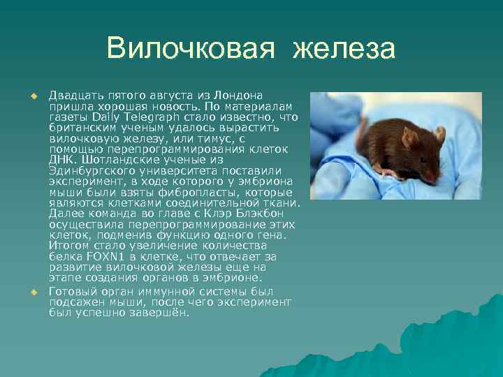 Вилочковая железа u u Двадцать пятого августа из Лондона пришла хорошая новость. По материалам