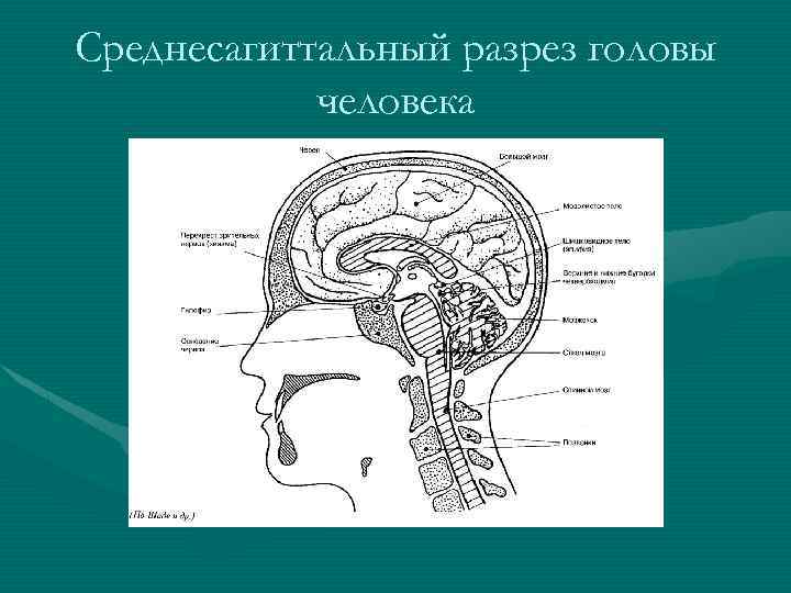 Среднесагиттальный разрез головы человека 