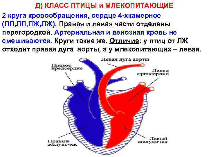 Д) КЛАСС ПТИЦЫ и МЛЕКОПИТАЮЩИЕ 2 круга кровообращения, сердце 4 -хкамерное (ПП, ЛП, ПЖ,