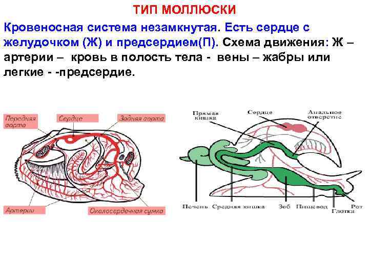 ТИП МОЛЛЮСКИ Кровеносная система незамкнутая. Есть сердце с желудочком (Ж) и предсердием(П). Схема движения: