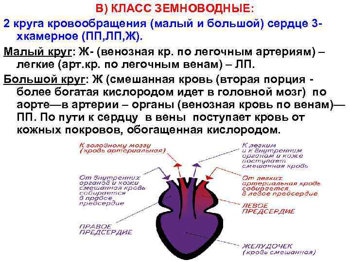В) КЛАСС ЗЕМНОВОДНЫЕ: 2 круга кровообращения (малый и большой) сердце 3 хкамерное (ПП, ЛП,