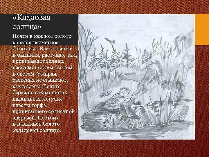  «Кладовая солнца» Почти в каждом болоте кроется несметное богатство. Все травинки и былинки,