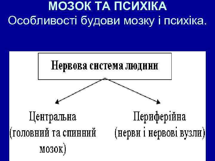 МОЗОК ТА ПСИХІКА Особливості будови мозку і психіка. 