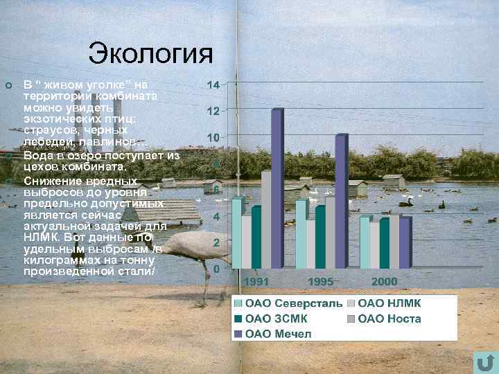 Экология ¢ ¢ ¢ В “ живом уголке” на территории комбината можно увидеть экзотических