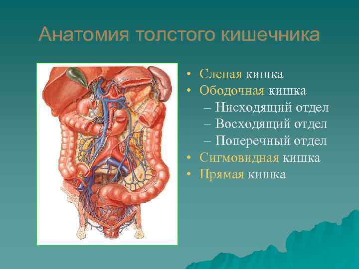 Анатомия толстого кишечника • Слепая кишка • Ободочная кишка – Нисходящий отдел – Восходящий