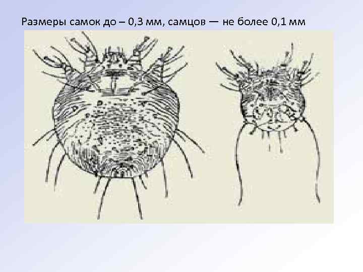 Размеры самок до – 0, 3 мм, самцов — не более 0, 1 мм