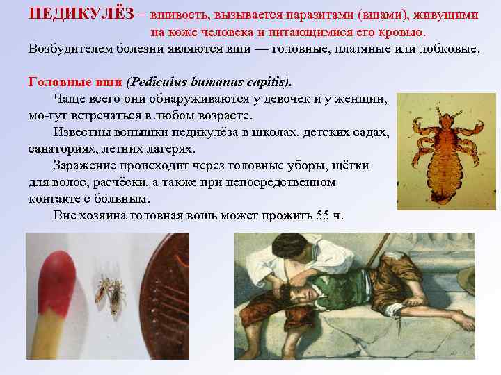 ПЕДИКУЛЁЗ – вшивость, вызывается паразитами (вшами), живущими на коже человека и питающимися его кровью.