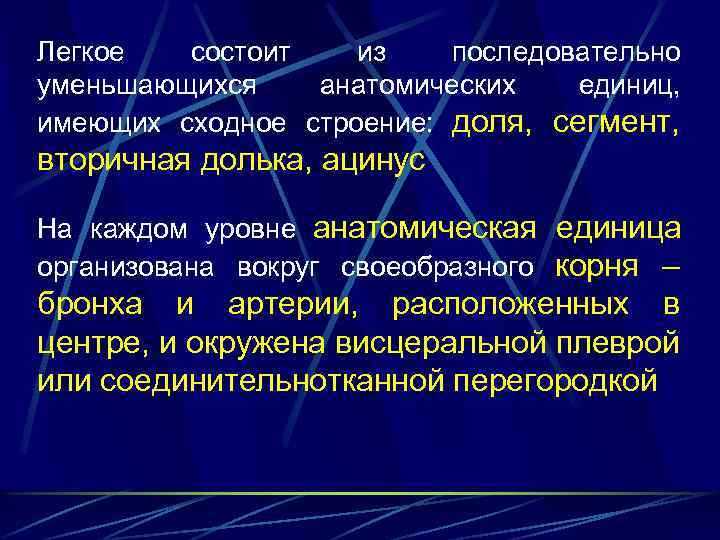 Легкое состоит из последовательно уменьшающихся анатомических единиц, имеющих сходное строение: доля, сегмент, вторичная долька,