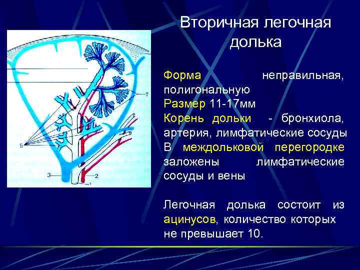Вторичная легочная долька Форма неправильная, полигональную Размер 11 -17 мм Корень дольки - бронхиола,