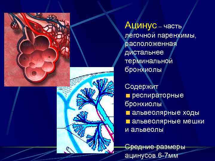 Ацинус – часть легочной паренхимы, расположенная дистальнее терминальной бронхиолы Содержит респираторные бронхиолы альвеолярные ходы