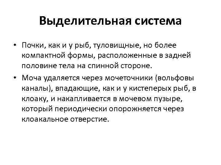 Выделительная система • Почки, как и у рыб, туловищные, но более компактной формы, расположенные