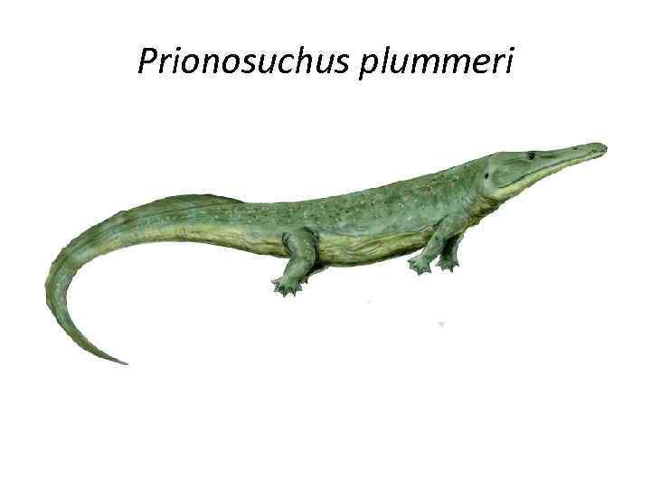 Prionosuchus plummeri 