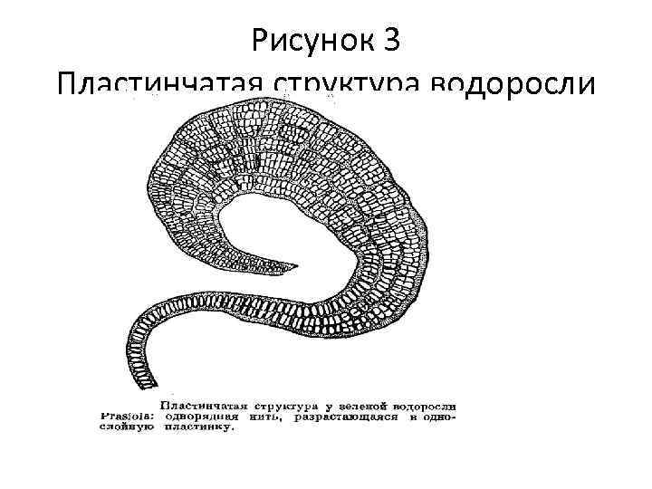 Рисунок 3 Пластинчатая структура водоросли 