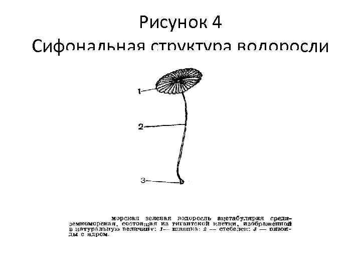 Рисунок 4 Сифональная структура водоросли 
