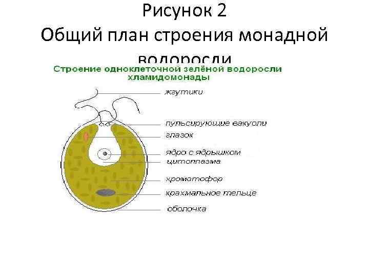 Рисунок 2 Общий план строения монадной водоросли 