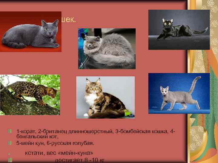 Породы кошек. 1 -корат, 2 -британец длинношерстный, 3 -бомбейская кошка, 4 бенгальский кот, 5