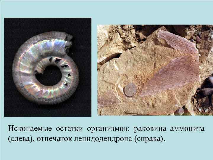 Ископаемые остатки организмов: раковина аммонита (слева), отпечаток лепидодендрона (справа). 