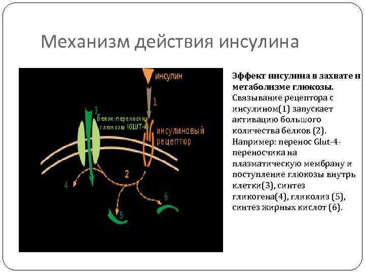 Механизм инсулина. Механизм действия гормона инсулина. Молекулярный механизм действия инсулина. Рецептор инсулина и механизм действия. Механизм гиполипидемического действия инсулина.