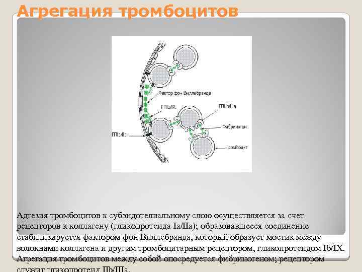 Агрегация тромбоцитов Адгезия тромбоцитов к субэндотелиальному слою осуществляется за счет рецепторов к коллагену (гликопротеида
