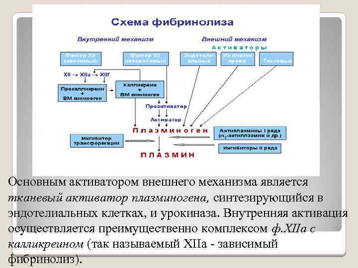 Основным активатором внешнего механизма является тканевый активатор плазминогена, синтезирующийся в эндотелиальных клетках, и урокиназа.