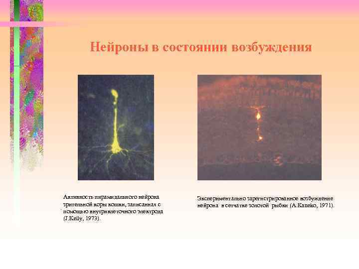  Нейроны в состоянии возбуждения Активность пирамидального нейрона зрительной коры кошки, записанная с. помощью